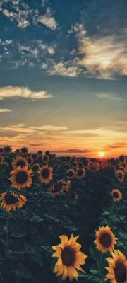 Sunflower Sunset